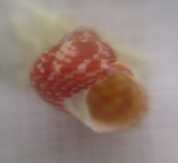 Gibbula...